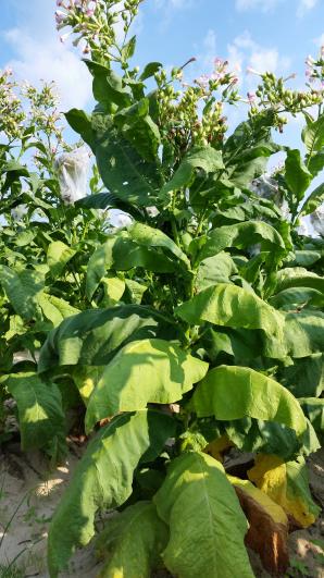 PLANT